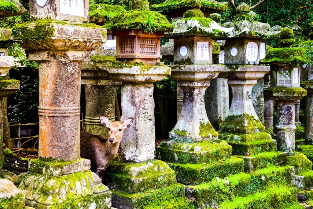 A deer stands among ancient moss-covered stone lanterns in Nara, capturing the serene blend of nature and culture.